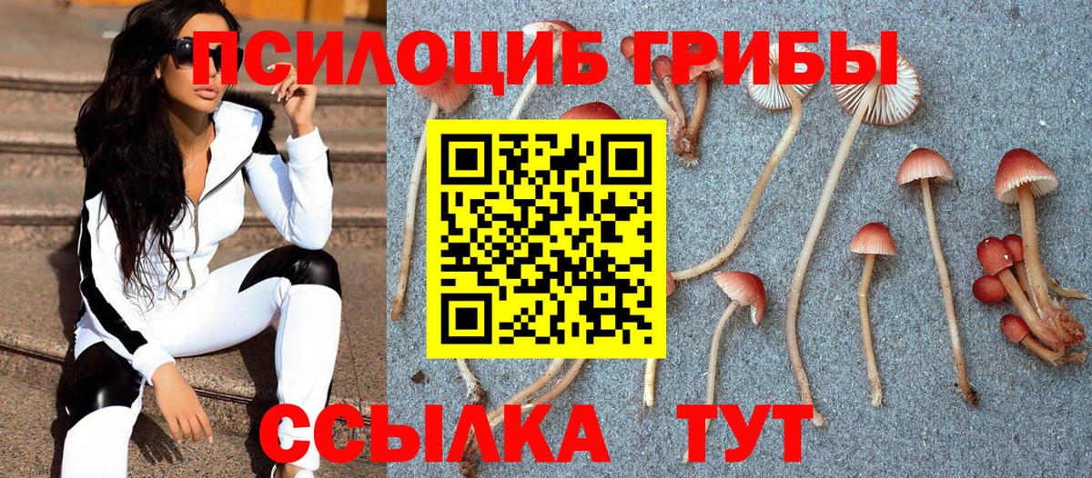 Псилоцибиновые грибы мицелий Георгиевск